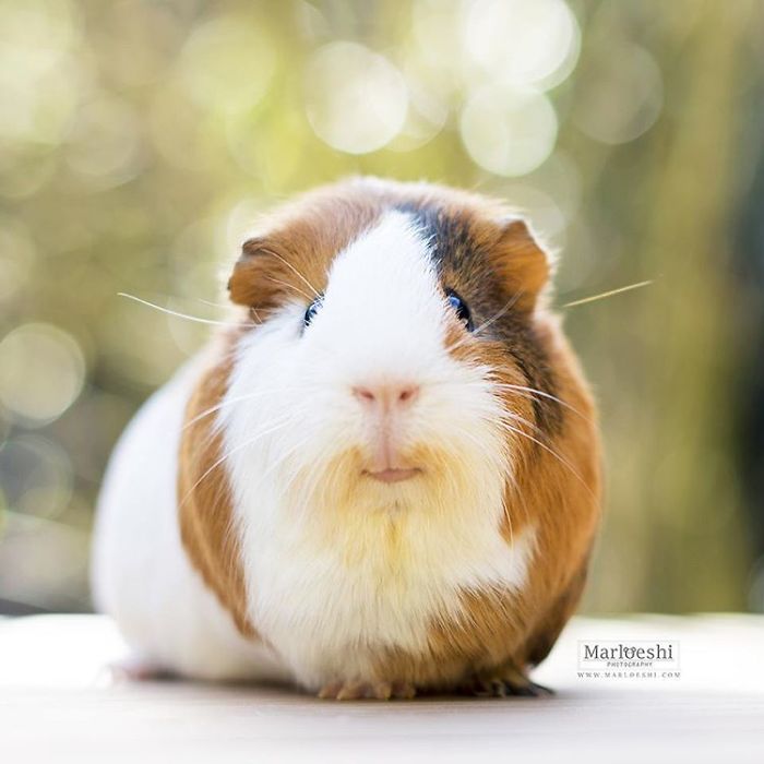 In Loving Memory Of Archie