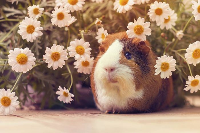 In Loving Memory Of Archie