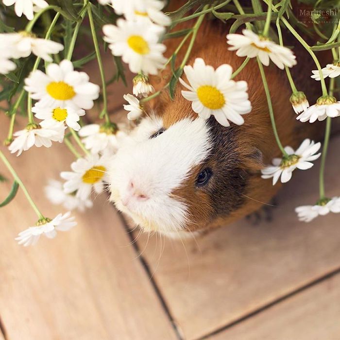 In Loving Memory Of Archie