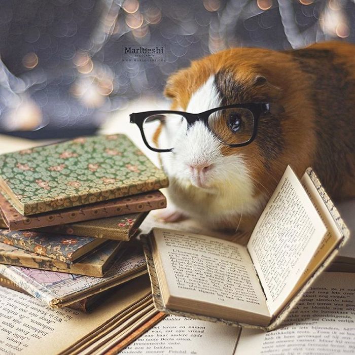 In Loving Memory Of Archie