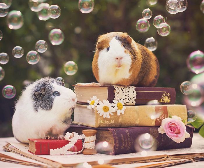 In Loving Memory Of Archie