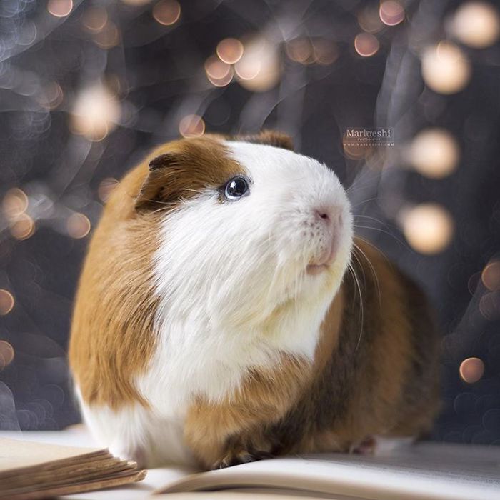 In Loving Memory Of Archie