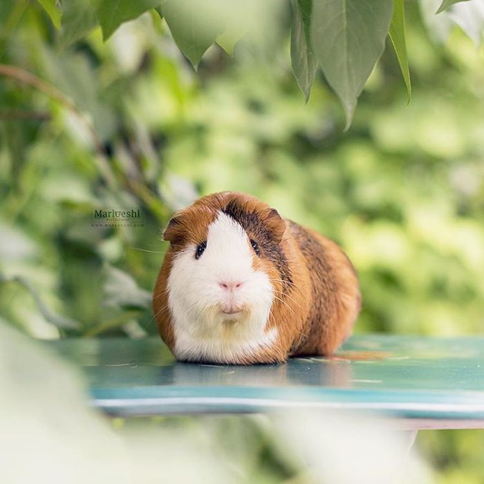 In Loving Memory Of Archie