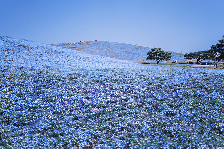 Hitachi Seaside Park