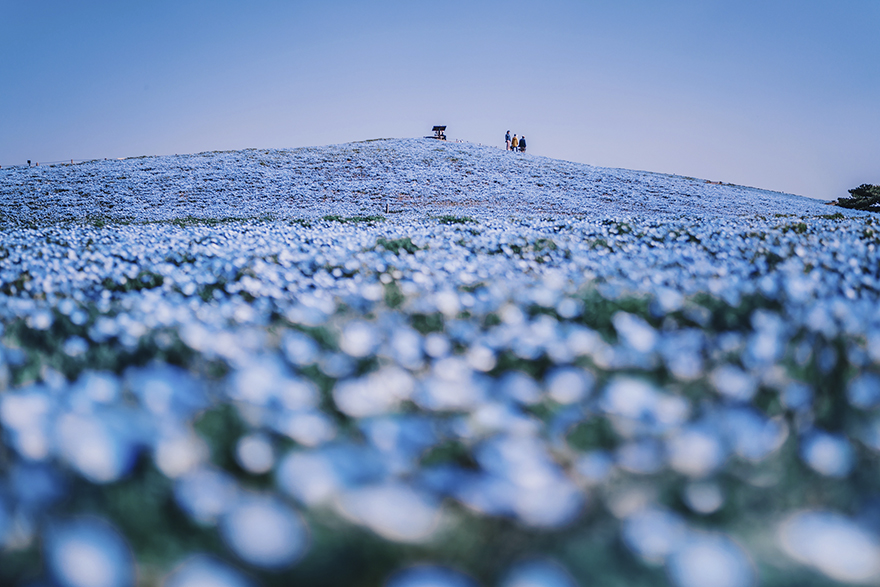 Hitachi Seaside Park
