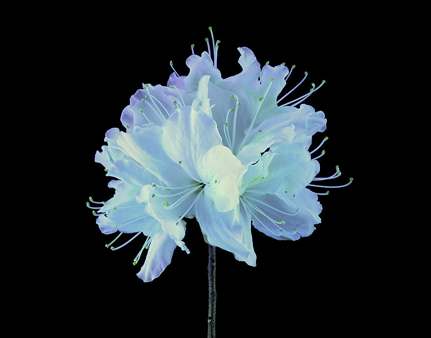 I Photograph Plants In Blacklight (Uva) Party Lights