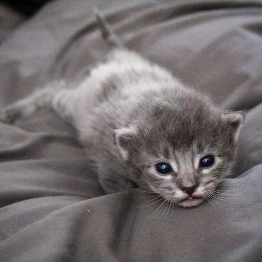 I Photographed The Most Adorable Color-Changing Kittens!