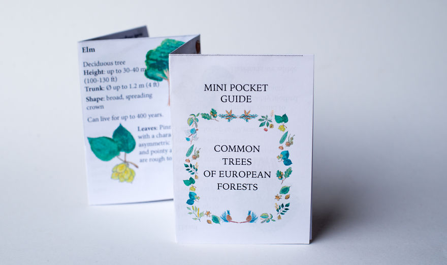 A Mini Guide About European Forest Trees