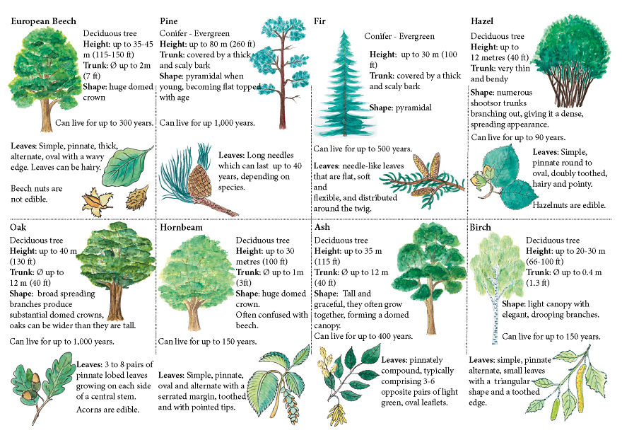 A Mini Guide About European Forest Trees