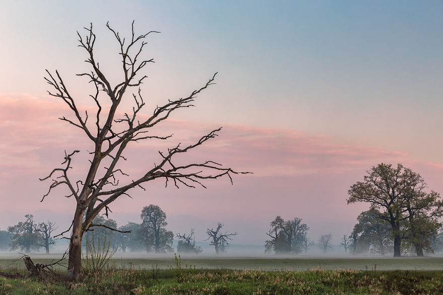 I Photographed Monumental And Unreal Rogalin Oaks