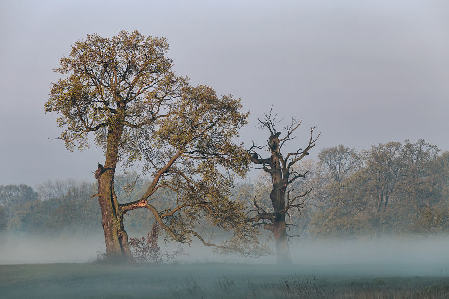 I Photographed Monumental And Unreal Rogalin Oaks I Photographed Monumental And Unreal Rogalin Oaks