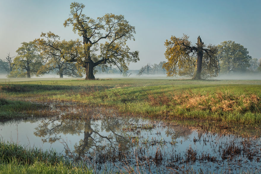 I Photographed Monumental And Unreal Rogalin Oaks