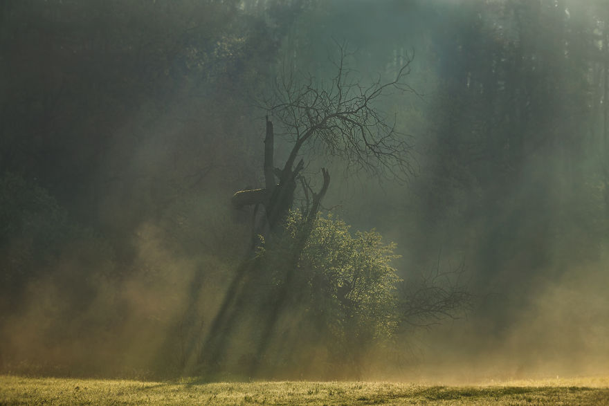 I Photographed Monumental And Unreal Rogalin Oaks