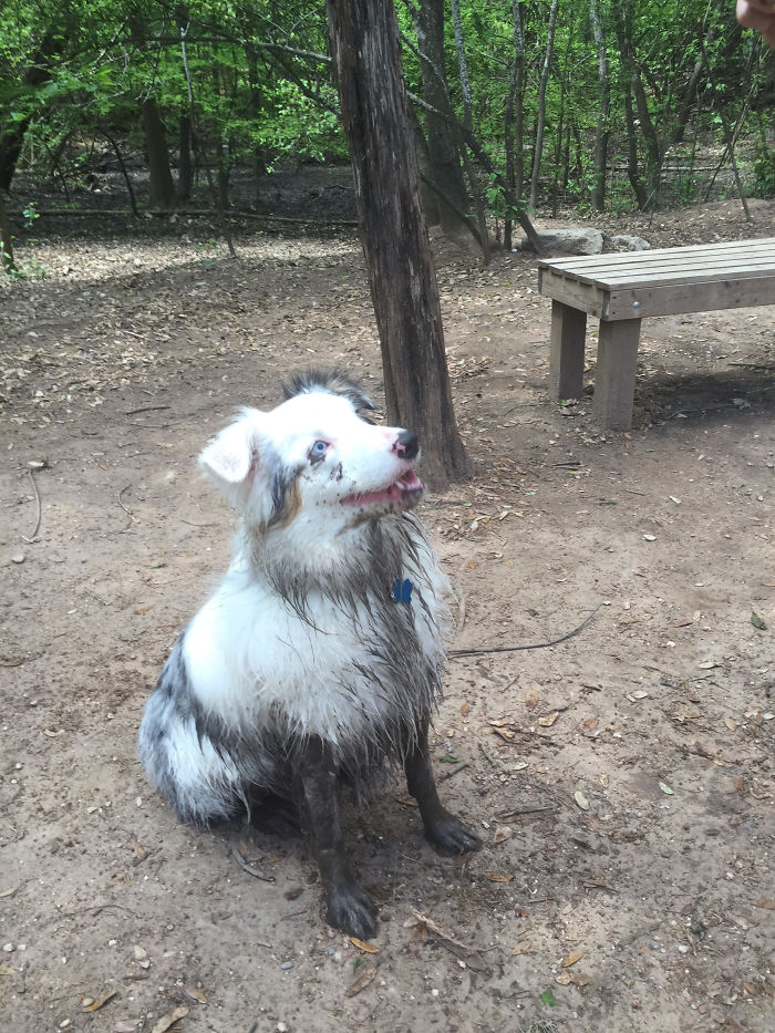 She Found A Giant Mud Puddle And Jumped Right In! >.