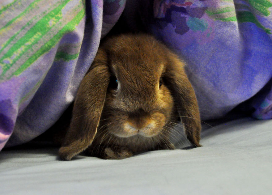 My Family Bought 72 Animals And Moved Up A Mountain