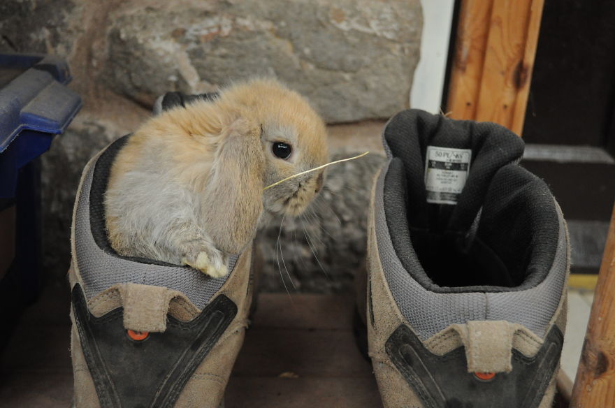 My Family Bought 72 Animals And Moved Up A Mountain