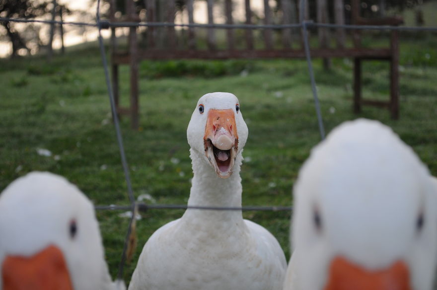 My Family Bought 72 Animals And Moved Up A Mountain