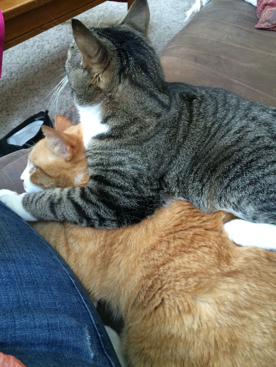 My Cat Has Some Serious Boundary Issues