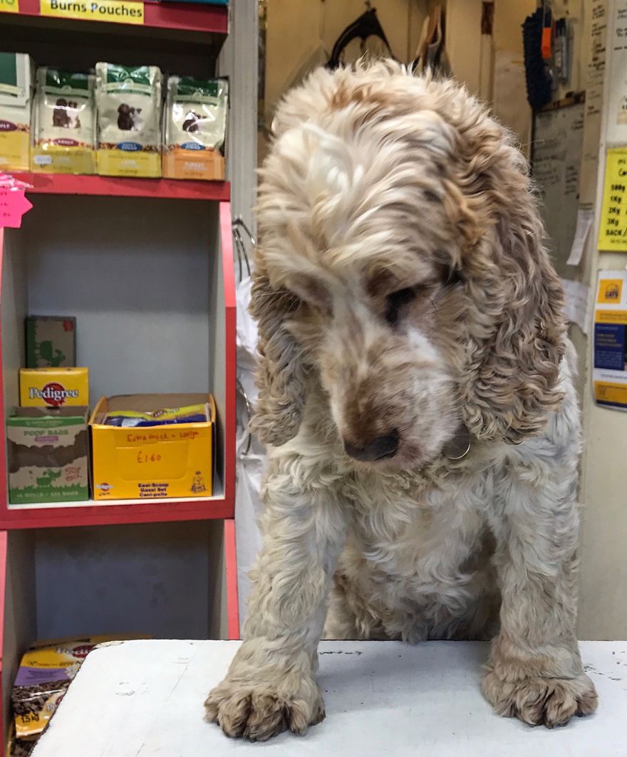 A Day In The Life Of Archie And Dexter - Two Pet Shop Dogs!