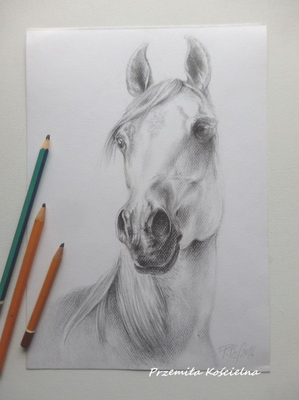 My Equestrian Art