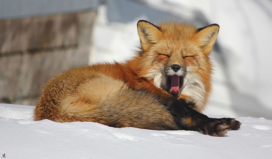Meet Zorro The Fox Who Visits Me Every Day For The Last 3 Winters Meet Zorro The Fox Who Visits Me Every Day For The Last 3 Winters