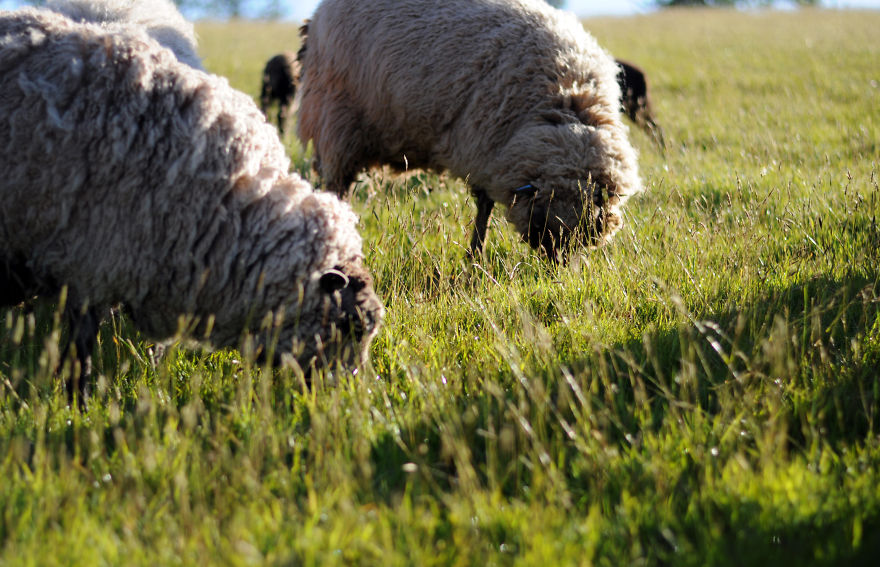 My Family Bought 72 Animals And Moved Up A Mountain