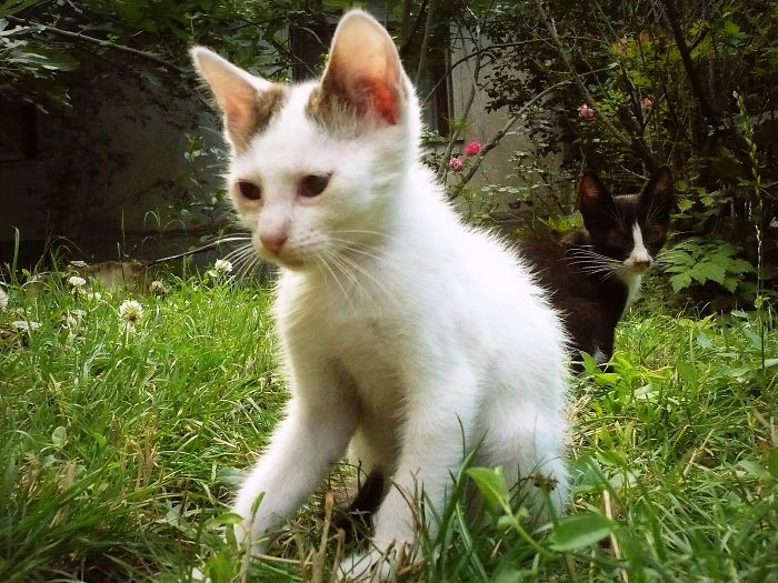 I Photograph Cats Captivated By Their Beauty And Uniqueness