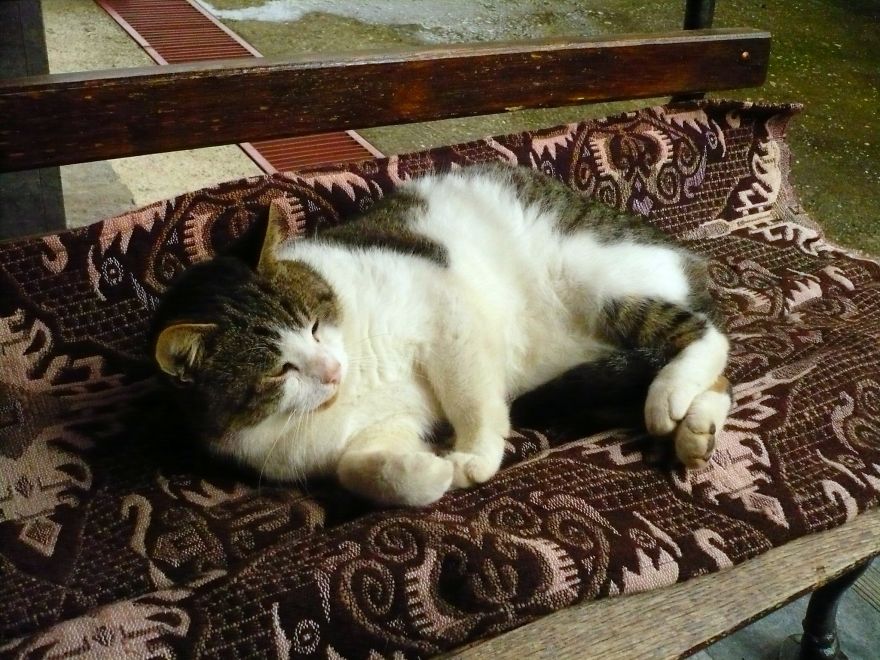 I Photograph Cats Captivated By Their Beauty And Uniqueness