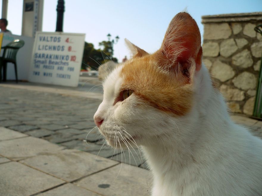 I Photograph Cats Captivated By Their Beauty And Uniqueness