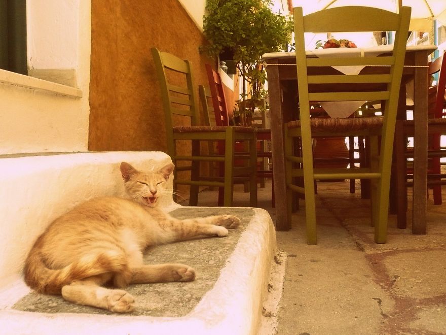 I Photograph Cats Captivated By Their Beauty And Uniqueness