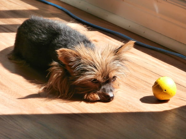 Don't Have Time To Play Ball? I'll Just Look All Sad And Depressed Until You Give In!!!