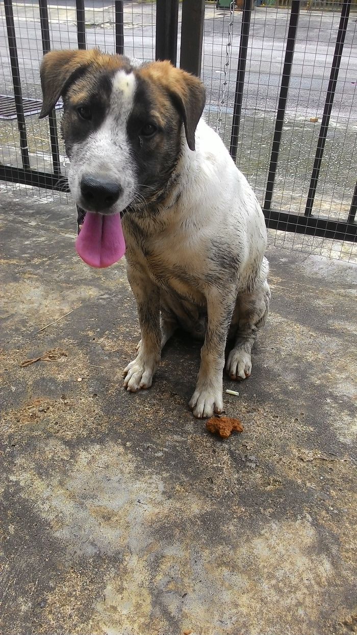 Let My Dog Out, Another Dog Coming Home