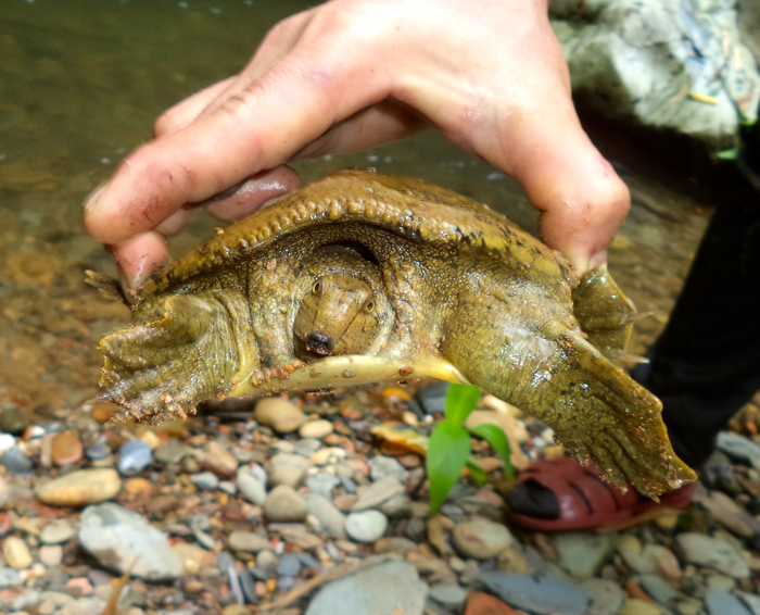 Wattle-necked Softshell Turtle