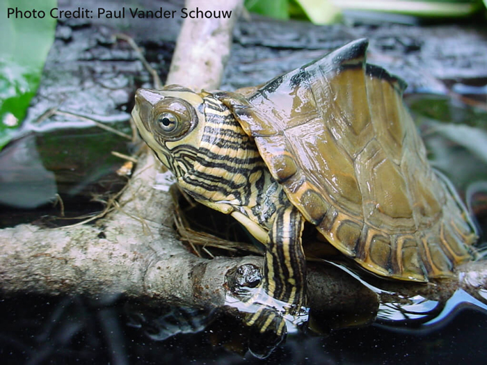 Pearl River Map Turtle