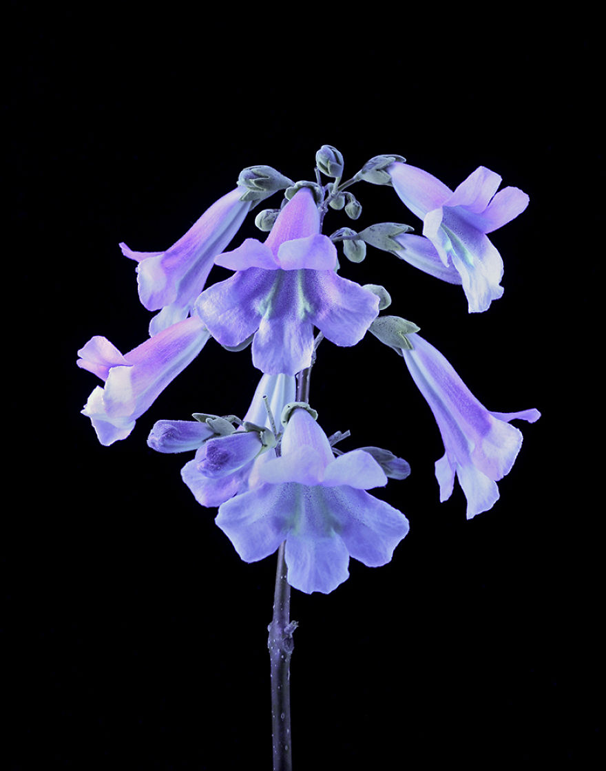 I Photograph Plants In Blacklight (Uva) Party Lights