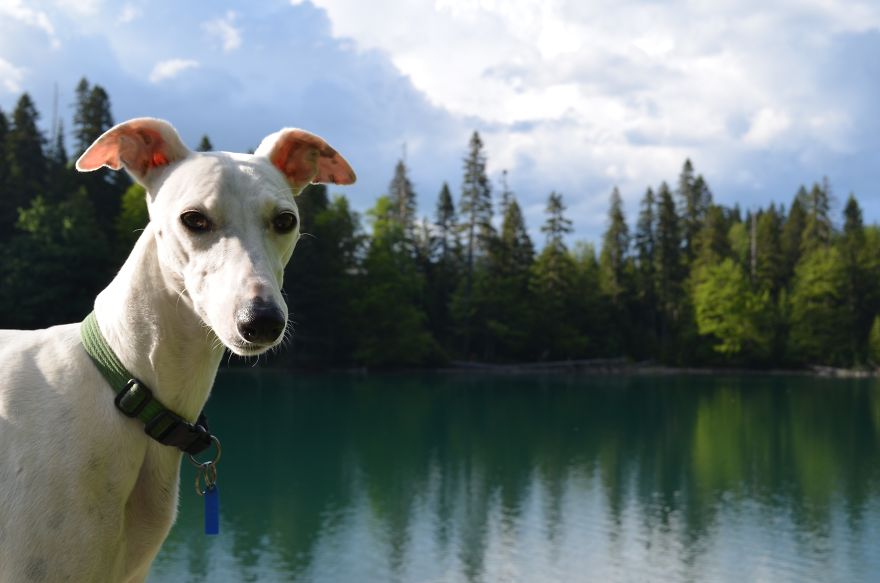 People Thought This Puppy Was Too Ugly!