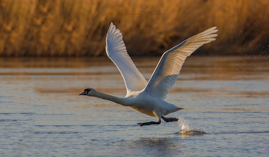 I Photograph Polish Birds