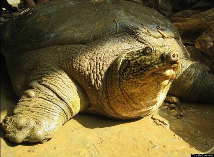 Yangtze Giant Softshell Turtle
