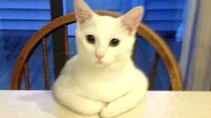 Reasons Why You Dont Have Cats