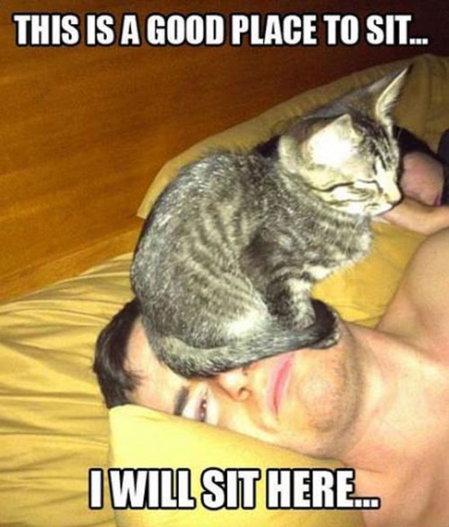 Reasons Why You Dont Have Cats