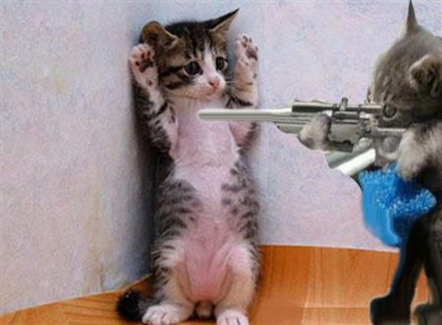 Reasons Why You Dont Have Cats