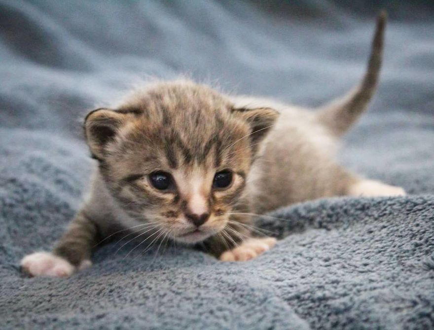 I Photographed The Most Adorable Color-Changing Kittens!