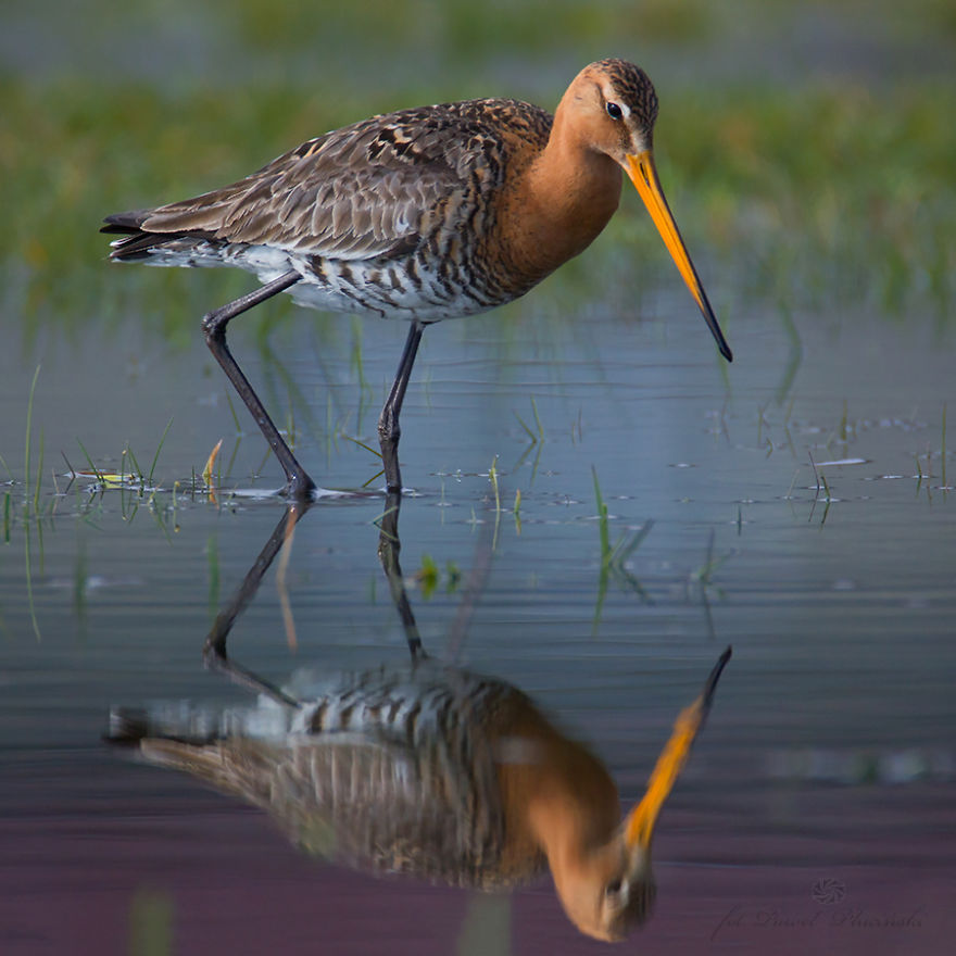 I Photograph Polish Birds I Photograph Polish Birds