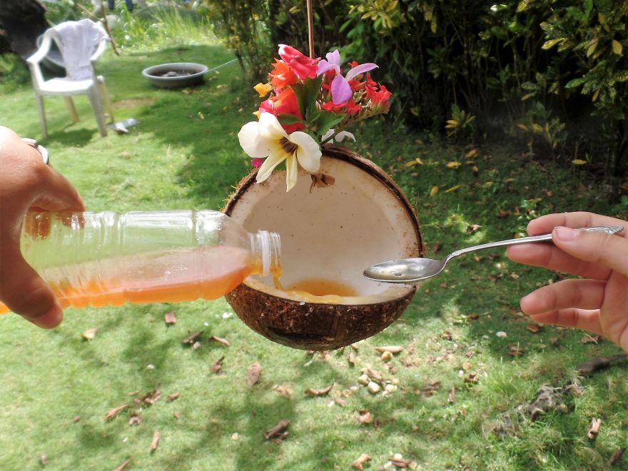 How To Make Bird Feeders In The Tropics