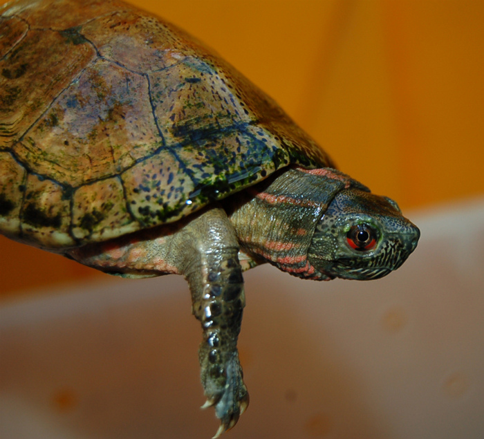 Beal's Eyed Turtle