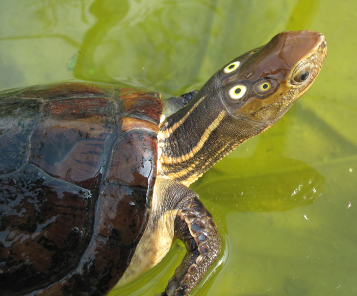 Four-eyed Turtle