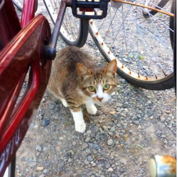 I Explore Japan's Quirky Neighbourhoods With A Bicycle And A Camera