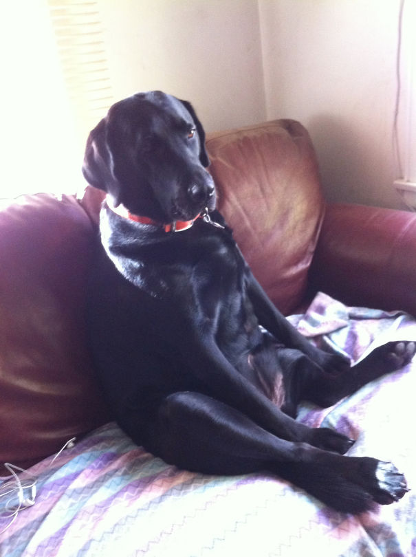 Lila The Couch Potato