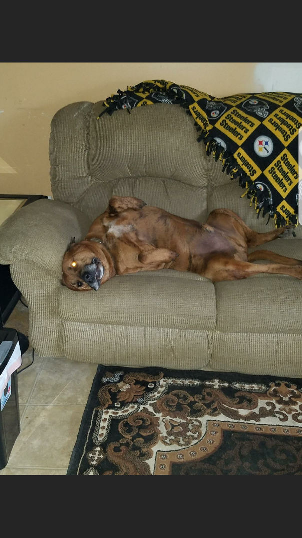 Turner Isn't Aloud To Be On Any Of The Othe Furniture But His Own Couch