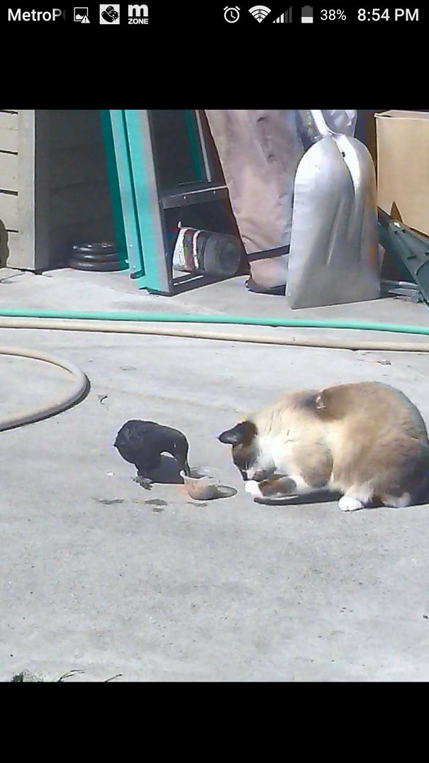 Best Of Friends They Even Eat Together